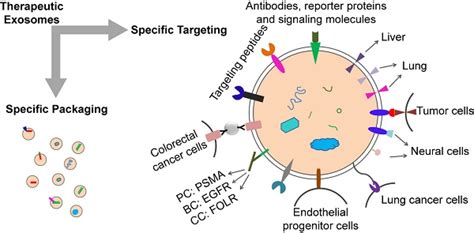 Design Strategies And Application Progress Of Therapeutic Exosomes