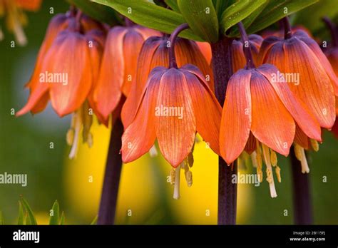 Crown Imperial Lily Fritillaria Imperialis Flowers Stock Photo Alamy