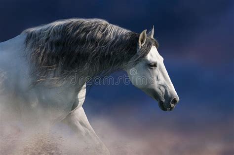 White Horse Portrait In Motion Stock Image Image Of Gallop Horse