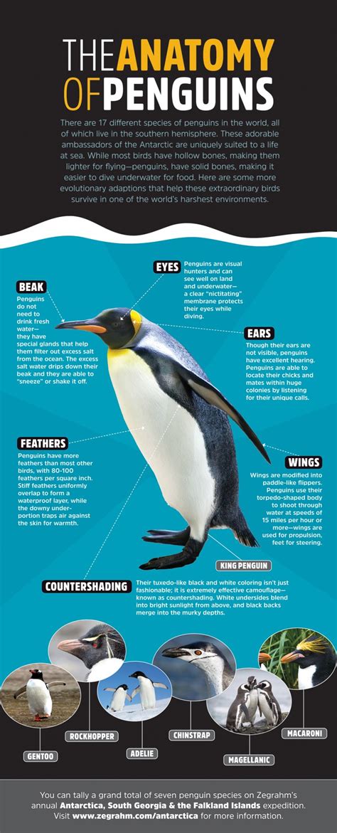 Anatomy Of Penguins Infographic Jay Carskadden Design