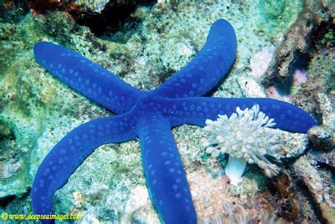 Deep Sea Images Stock Library Blue Starfish Linckia Laevigata