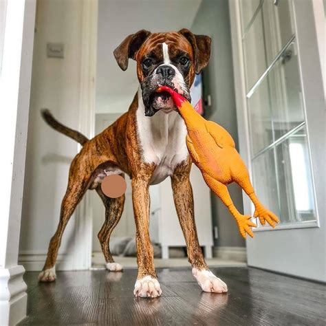 14 Pictures Only Boxer Owners Will Think Are Funny The Dogman