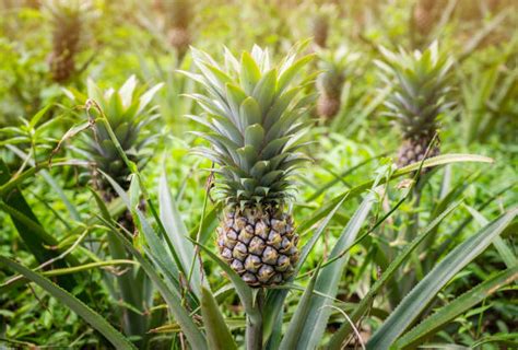 1600 Pineapple Tree Agriculture Asia Stock Photos Pictures And Royalty