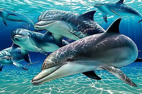 Dolphins Wallpaper ·① Wallpapertag