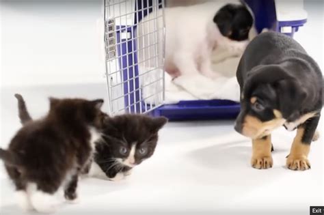 Video Kittens Meet Puppies For The First Time