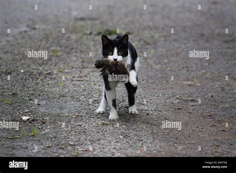 Cat Catching High Resolution Stock Photography And Images Alamy