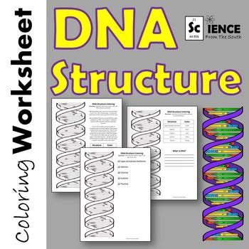 Worksheet that describes the structure of dna, students color the model according to instructions. Dna The Double Helix Worksheet - worksheet