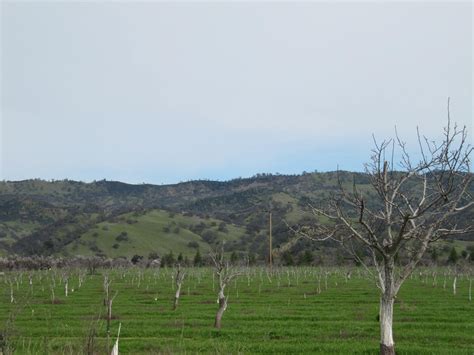 Farms In California Orchards And Ca Agriculture Property