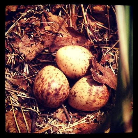 Ruffed Grouse Eggs And Nest In The Oneida County Forest Outside Of