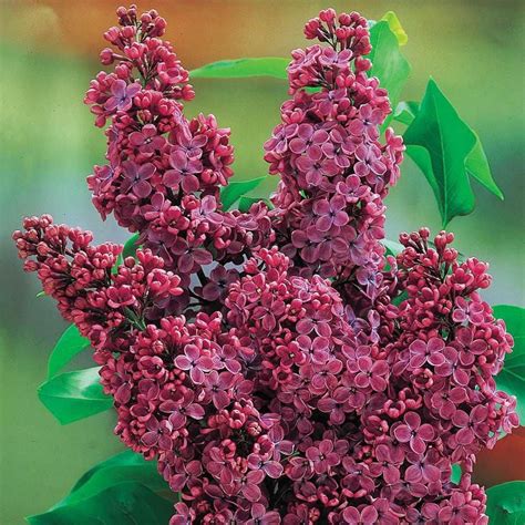 Spring Hill Nurseries Congo French Hybrid Lilac Live Bareroot