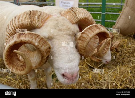 Ram With Curly Horns Stock Photo Alamy