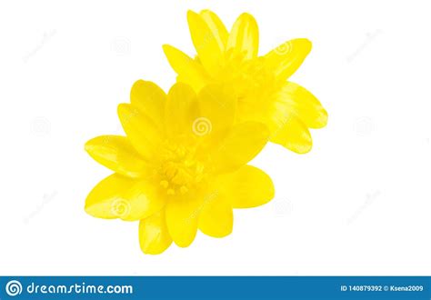 Yellow Spring Flower Isolated Stock Photo Image Of Flowers Bloom