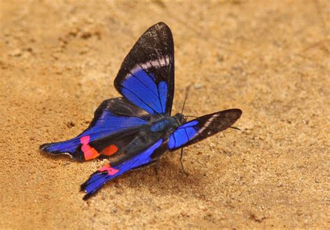 Rhetus Periander Periander Metalmark Heath River Wildl Flickr