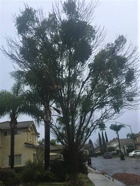 3519 mcdonald ave, modesto, ca 95358. Will Mistletoe Destroy Modesto's Urban Forest?