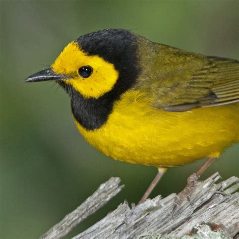 23 Warbler Species On Texas Migration Tour The Naturalist Journeys Blog