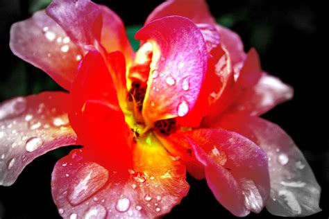 Rainy Day Flower Rainy Day Flowers Plants