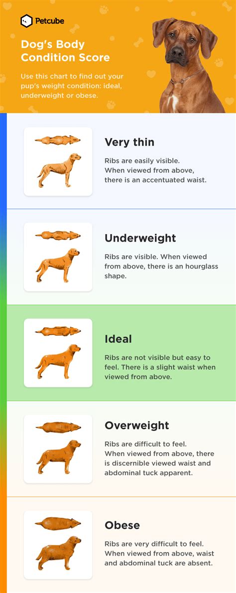 How To Tell If Your Dog Is Overweight