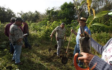 Michoacán Pierde 27 Mil Hectáreas De Bosque Durante 2022