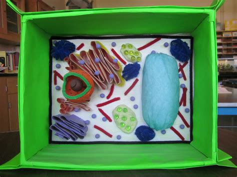 Plant Cell Model Plant Cell Project Cells Project Plant Cell Model