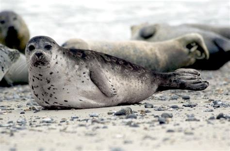 Ringed Seal Facts Habitat Diet Life Cycle Baby Pictures