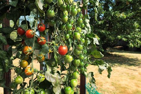 Fruit Plant Produce Bush Tomato Picture Image 132188066