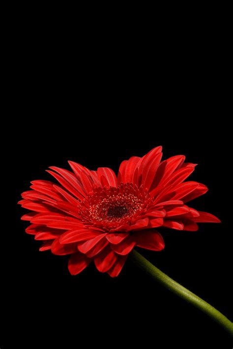 Macro Photography Of Red Petaled Flower Photo Free Flower Image On