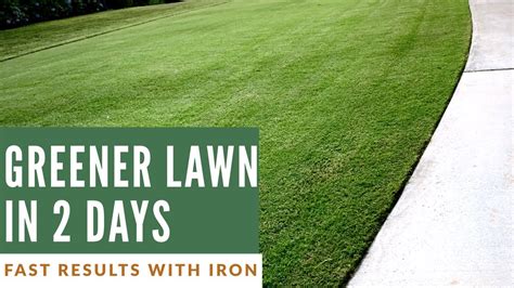 Those shallow roots can't reach deep soil nutrients or deliver the water when you skip a watering. How to Make Your Lawn Greener - YouTube