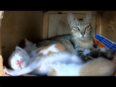 A Loving Mother Cat Hugs Her Sleeping Kittens So Sweetly YouTube
