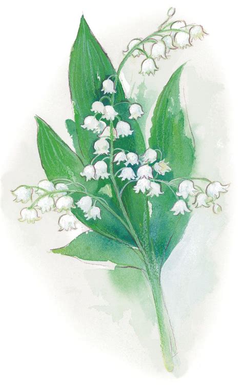 May Day Beauty Lily Of The Valley Lily Of The Valley Flower