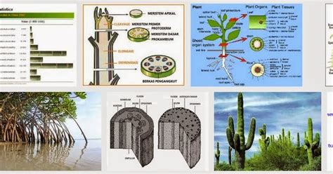 Tumbuhan Yang Batangnya Mengalami Modifikasi Struktur Dan Fungsi Ruang Ilmu