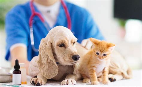 Tips Para Escoger Al Veterinario Ideal Para Una Mascota