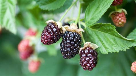 Where Is Mora Minnesota - studiogirldesigns