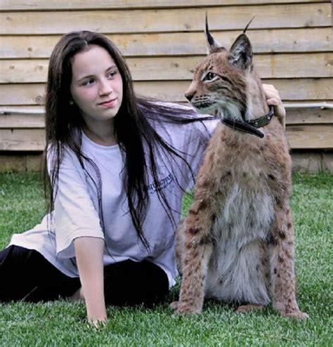 Jenna Reyes Rumor Lynx Cat Domestic For Sale