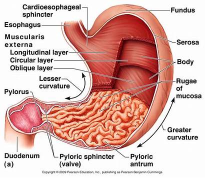 Stomach Digestive System Human Anatomy Function Through