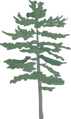 eastern white pine tree drawing | ... Eastern White Pine) - Trees/Shrubs/Vines - Vector ...