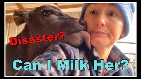Can New Milk Cow Be Milked Youtube
