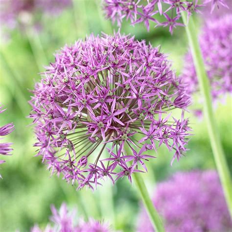 Buy Allium Bulbs Allium Stipitatum Violet Beauty £399 Delivery By Crocus