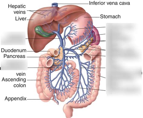 Hepatic Portal Veins Diagram Quizlet
