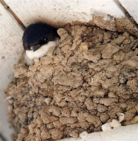 Biodiversité Repérez les nids d hirondelles dans Rennes