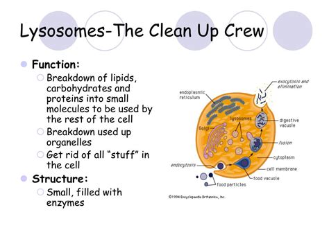 Animal Cell Lysosomes Function