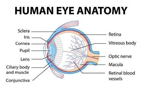 Diagram Of Human Eye Anatomy With Label 1928861 Vector Art At Vecteezy