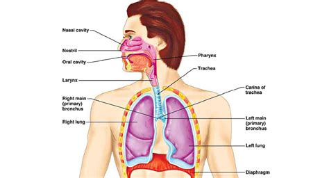 Functions Of Human Respiratory System Telangana Today