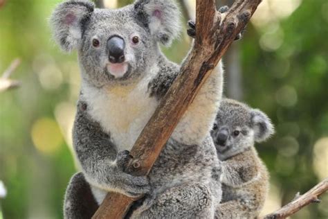 15 Curiosidades De Los Koalas Datos Curiosos