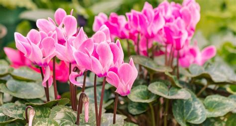 Dogs can be extremely vigilant in their quest for something to nibble on — a bone here, a shoe there, and even a plant or two. Poisonous Plants for Dogs: A Complete Guide | Poisonous ...