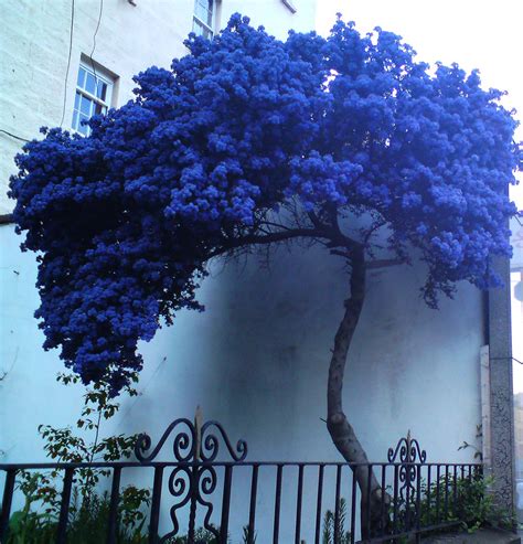 A Strange Lonely Blue Tree Walking Down Leithwalk I Met Th Flickr