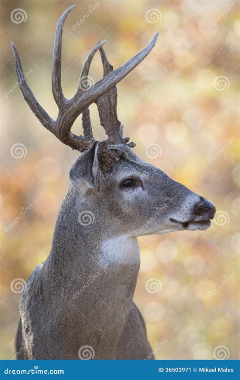 Whitetail Antlers Side View