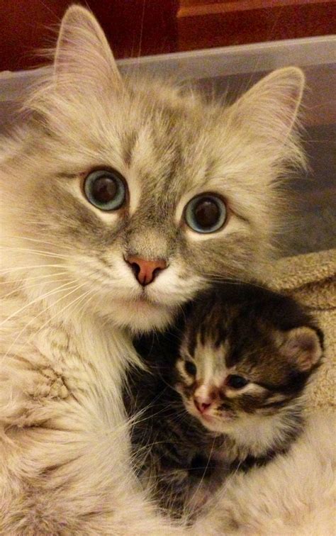 We'll bring a smile to you every now and then with funny cat pics, and send you the. Hypoallergenic Siberian Cat with Kitten - Croshka Siberians