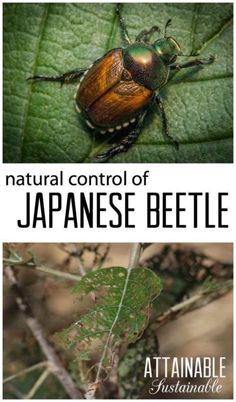 Controlling Japanese Beetle And Chinese Beetle In Organic Gardens