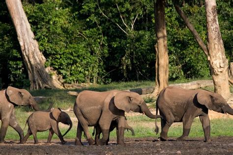 The Most Endangered Elephants In The World Readers Digest