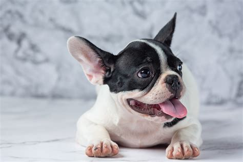 Can French Bulldogs Smile All About Frenchies